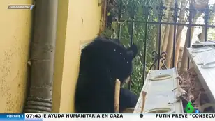Una familia descubre que un oso había estado hibernando en su casa