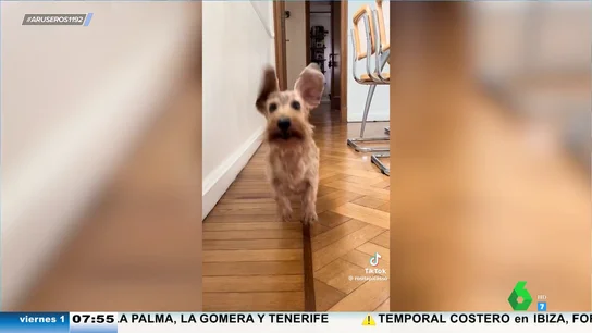 El adorable viral del perro de las orejas voladoras: así cree que puede despegar como si fuera Dumbo El adorable viral del perro de las orejas voladoras: así cree que puede despegar como si fuera Dumbo