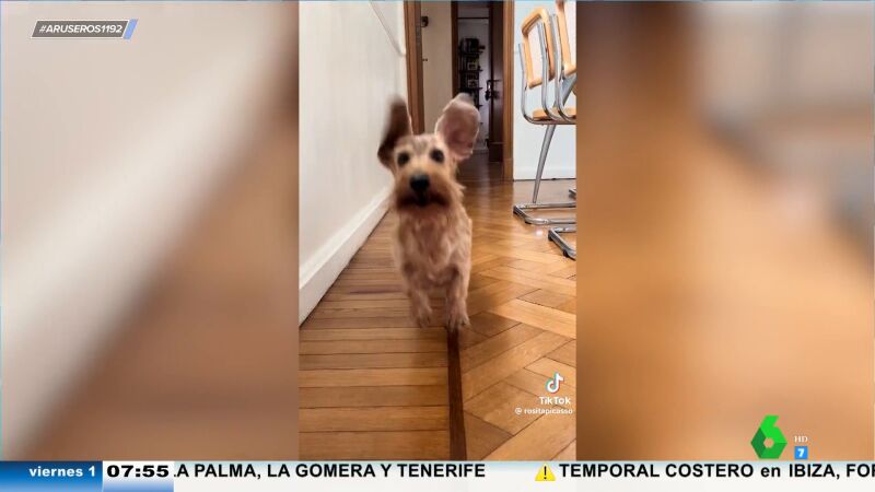 El adorable viral del perro de las orejas voladoras: así cree que puede despegar como si fuera Dumbo