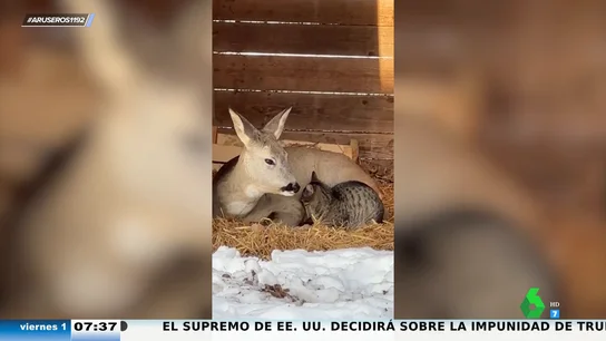 ¿Amistad o interés? La inusual relación entre un ciervo y un gato ¿Amistad o interés? La inusual relación entre un ciervo y un gato