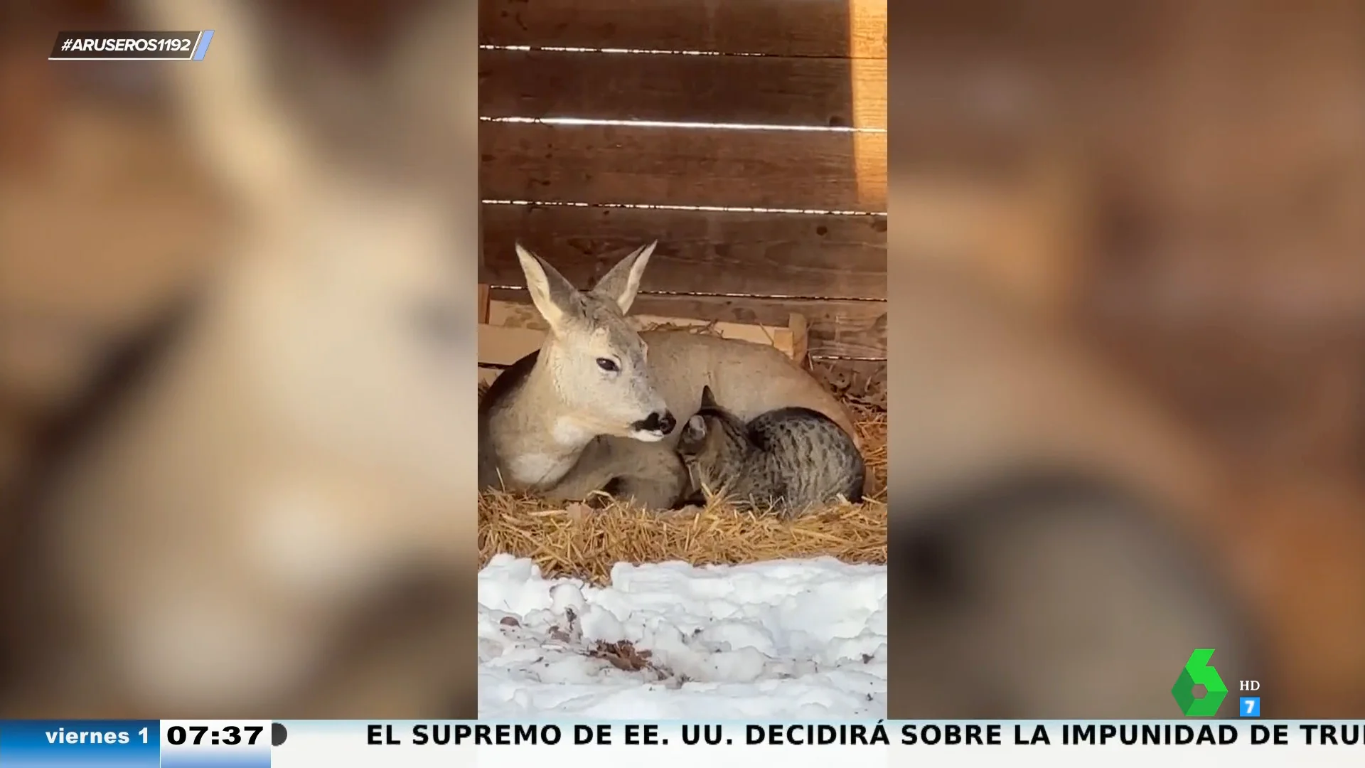 ¿Amistad o interés? La inusual relación entre un ciervo y un gato