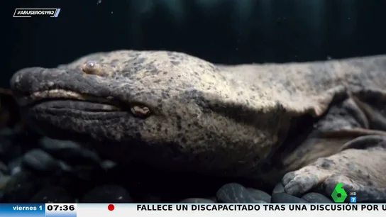 Encuentran el anfibio más grande del mundo Encuentran el anfibio más grande del mundo
