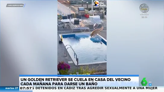 Un perro se cuela cada mañana en casa de su vecino para darse un chapuzón en su piscina Un perro se cuela cada mañana en casa de su vecino para darse un chapuzón en su piscina