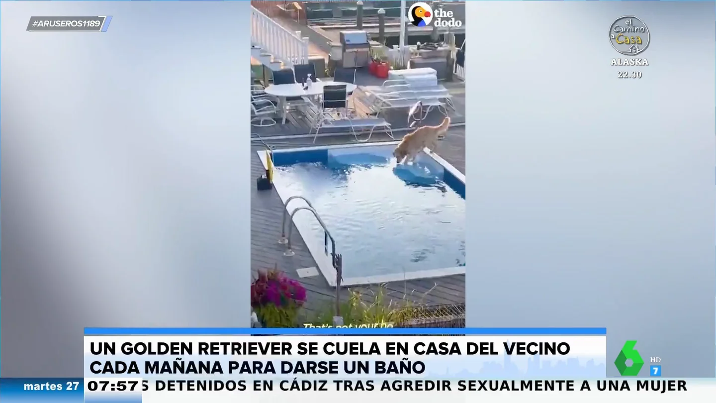 Un perro se cuela cada mañana en casa de su vecino para darse un chapuzón en su piscina Un perro se cuela cada mañana en casa de su vecino para darse un chapuzón en su piscina