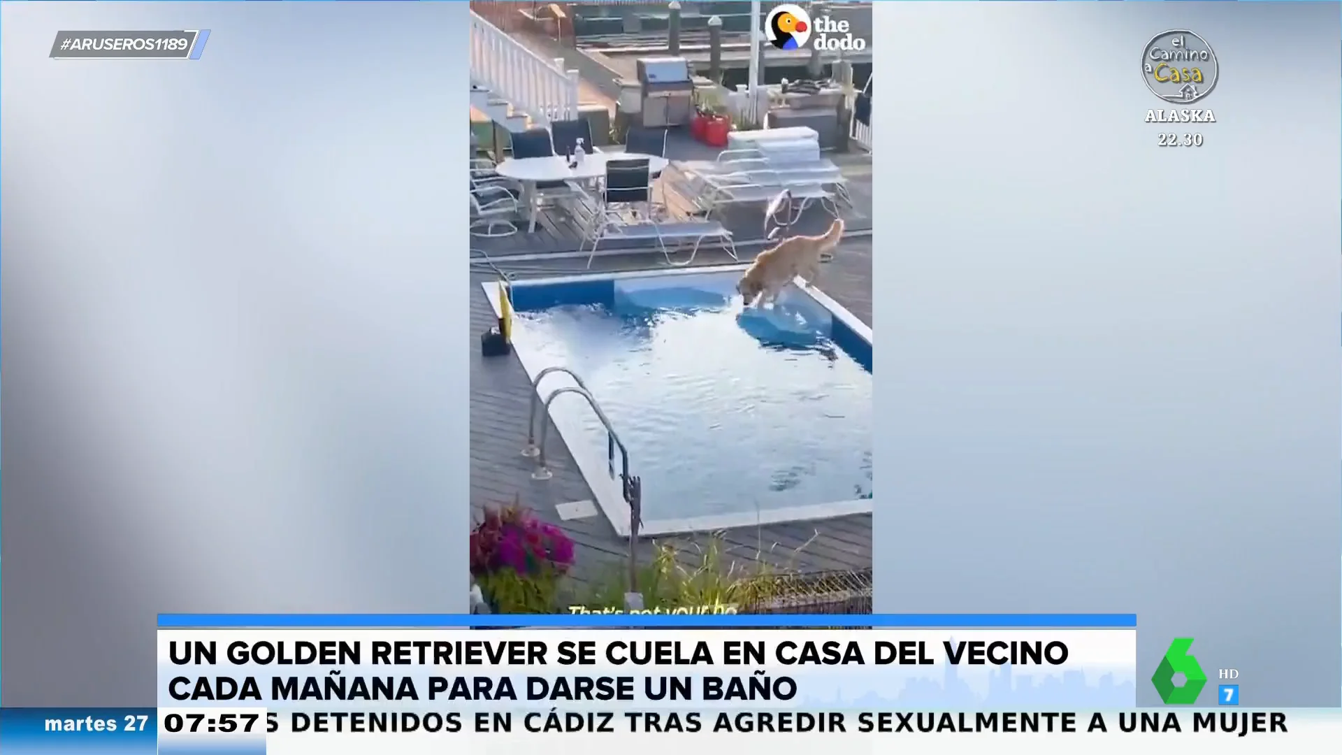 Un perro se cuela cada mañana en casa de su vecino para darse un chapuzón en su piscina