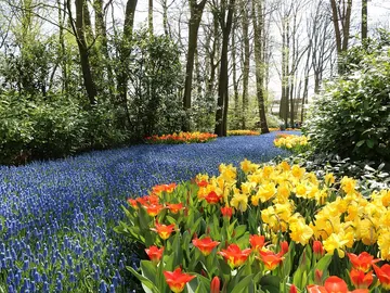 Keukenhof  Keukenhof