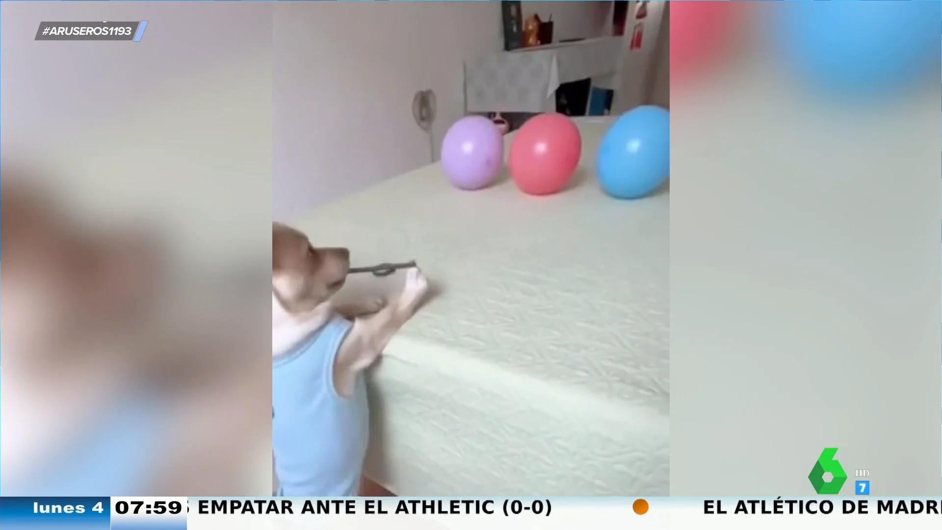 La increíble puntería de este perro con gomas del pelo y globos: "Te lo llevas a una feria y te gana los muñecos"