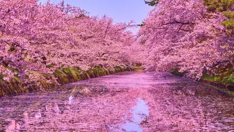Parque de Hirosaki Parque de Hirosaki