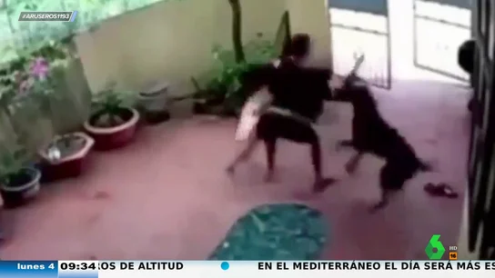 Un perro defiende a una niña de un secuestrador tras fingir estar muerto por un disparo del delincuente Un perro defiende a una niña de un secuestrador tras fingir estar muerto por un disparo del delincuente