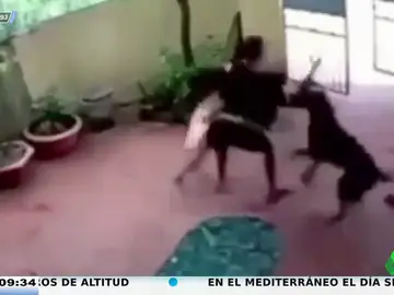 Un perro defiende a una niña de un secuestrador tras fingir estar muerto por un disparo del delincuente