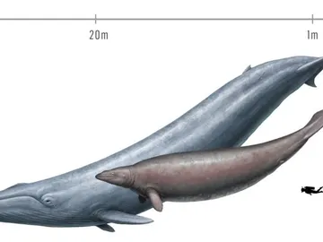 Ballena azul moderna y Perucetus colossus Ballena azul moderna y Perucetus colossus