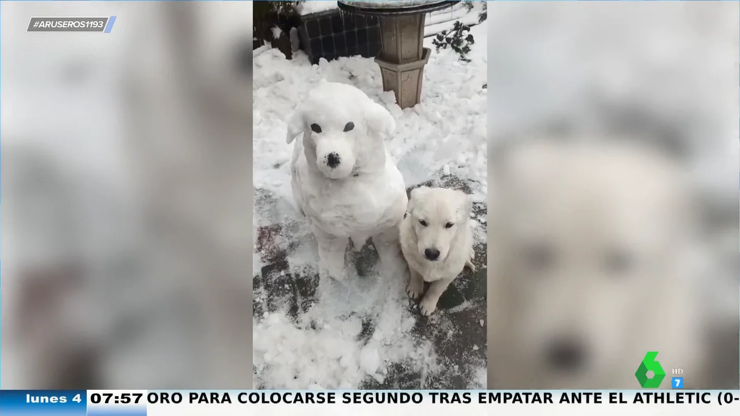 Hace un muñeco de nieve idéntico a su perro y así reacciona el animal cuando lo ve Hace un muñeco de nieve idéntico a su perro y así reacciona el animal cuando lo ve