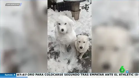 Hace un muñeco de nieve idéntico a su perro y así reacciona el animal cuando lo ve