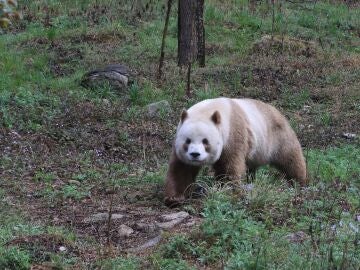 Quizai, panda gigante marrón y blanco en cautividad