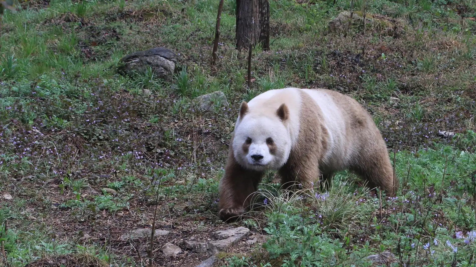 Quizai, panda gigante marrón y blanco en cautividad