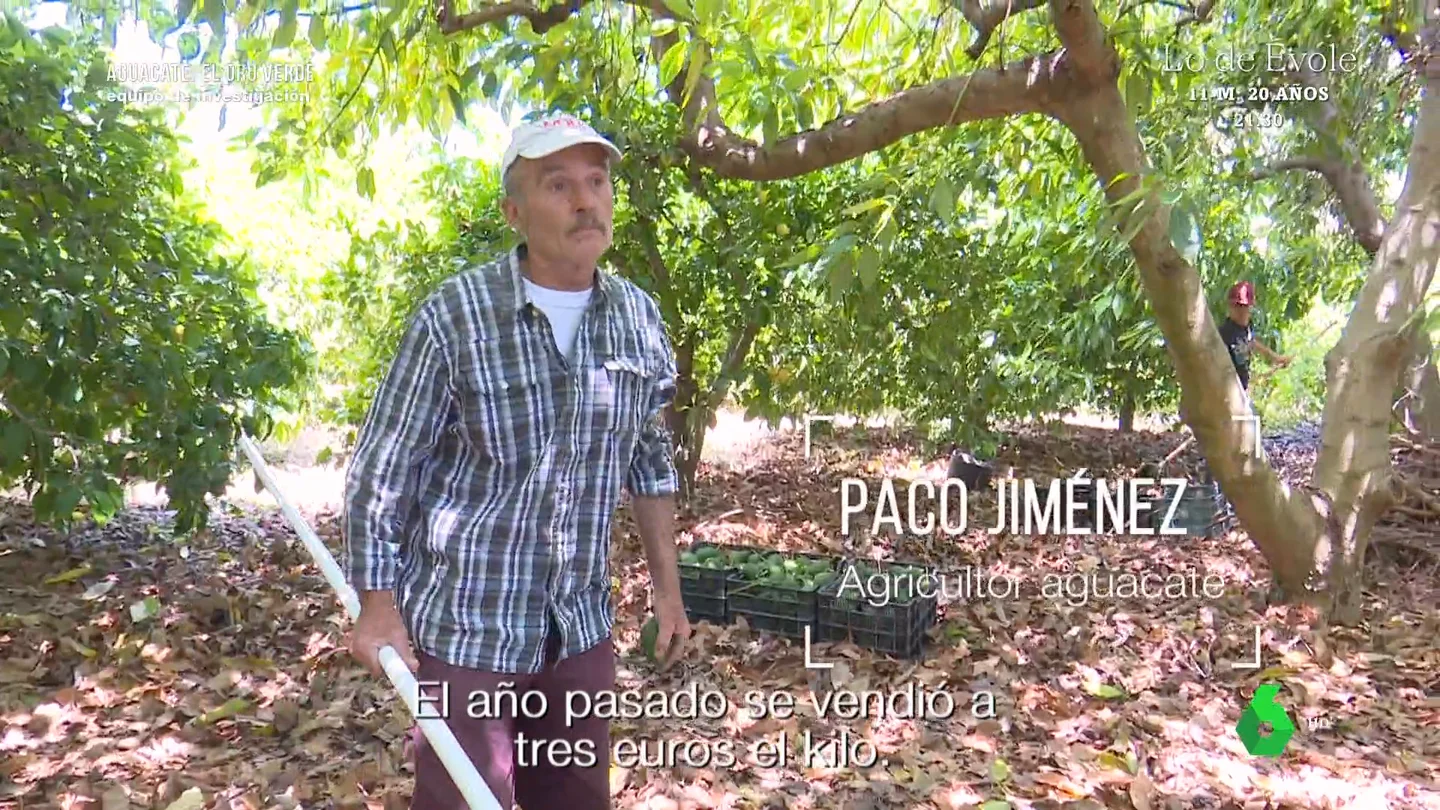 Un agricultor malagueño confiesa cuánto gana gracias al aguacate: "18.000 euros, no me puedo quejar" Un agricultor malagueño confiesa cuánto gana gracias al aguacate: "18.000 euros, no me puedo quejar"