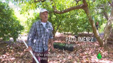 Un agricultor malagueño confiesa cuánto gana gracias al aguacate: "18.000 euros, no me puedo quejar"