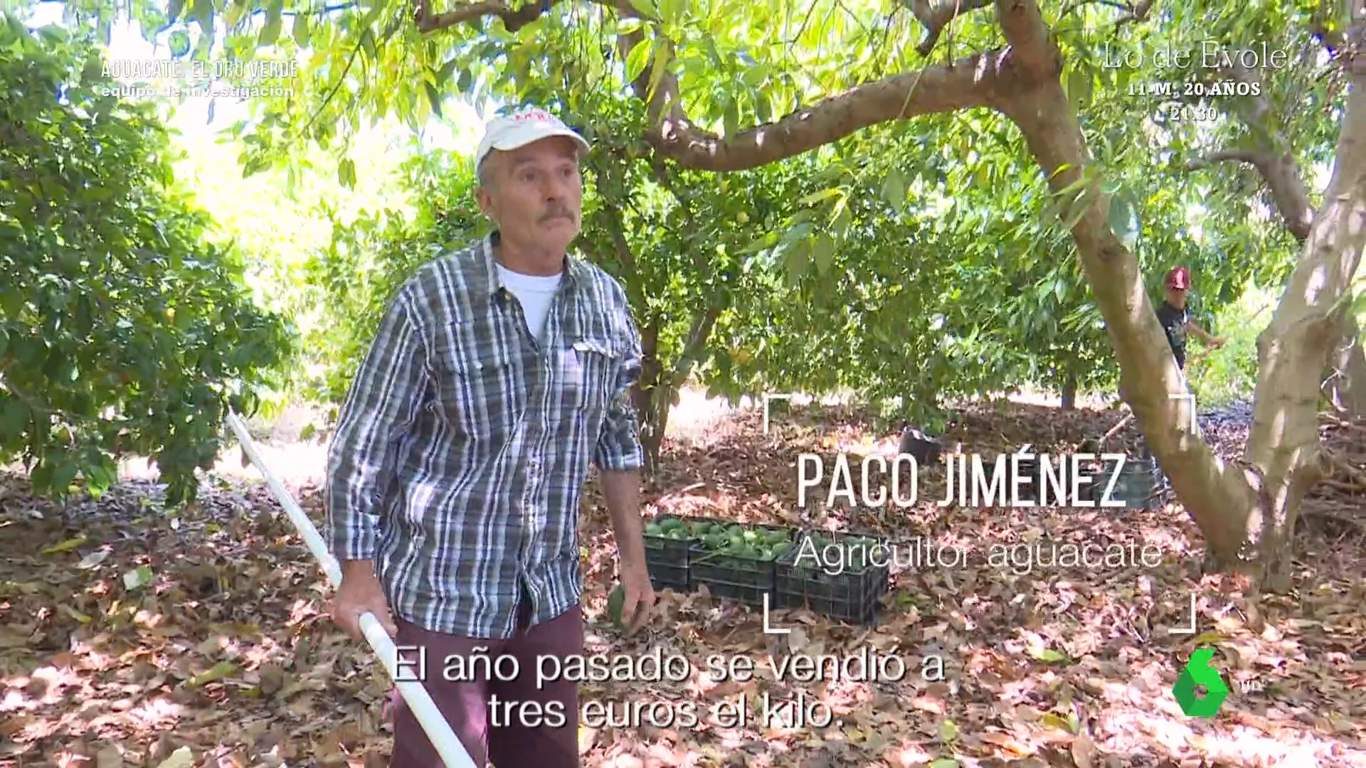 Un agricultor malagueño confiesa cuánto gana gracias al aguacate: "18.000 euros, no me puedo quejar"