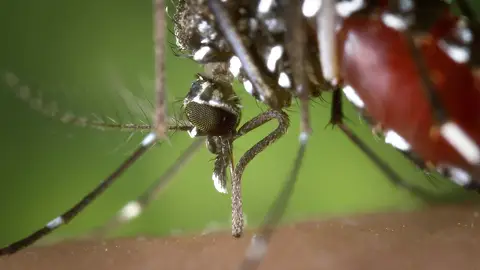 mosquito tigre mosquito tigre