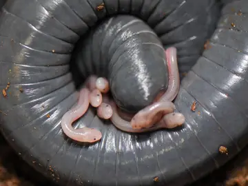 Siphonops annulatus Siphonops annulatus