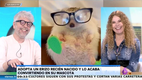Salva la vida a un bebé de erizo y lo cría hasta que se convierte en un adulto: así crece el pequeño a lo largo del tiempo Salva la vida a un bebé de erizo y lo cría hasta que se convierte en un adulto: así crece el pequeño a lo largo del tiempo