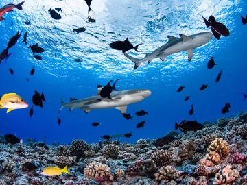 Banco de peces. Islas de Tahití Banco de peces. Islas de Tahití