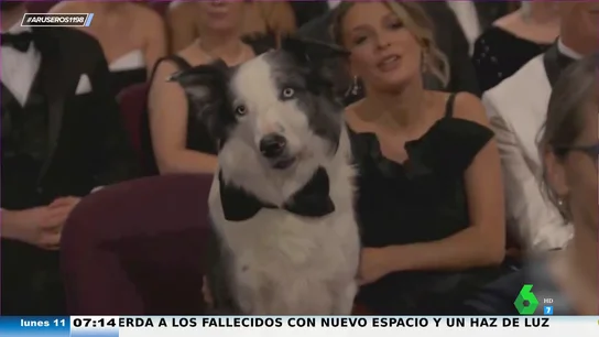 Messi, el perro de 'Anatomía de una caída' que se convirtió en el gran protagonista de los Oscar 2024 Messi, el perro de 'Anatomía de una caída' que se convirtió en el gran protagonista de los Oscar 2024
