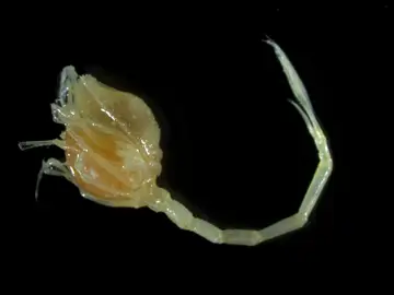 Camarón coma Camarón coma