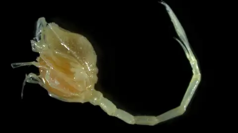 Camarón coma Camarón coma