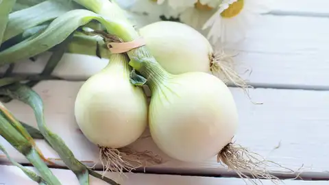 Manojo de cebollas Manojo de cebollas