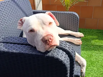 perro perro