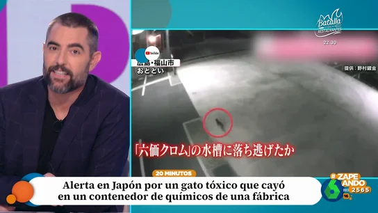 Dani Mateo, sobre el "gato tóxico" que tiene a Hiroshima en alerta En Hiroshima se han disparado todas las alarmas por culpa de un gato que se coló en una fábrica y se cayó en un contenedor de residuos químicos. Dani Mateo analiza el caso del "gato tóxico" en este divertido vídeo de Zapeando.