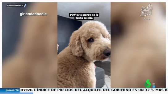 La cara viral de un perro cuando la nueva cita de su novia la intenta tocar: "Tendrá que buscar otro ligue" La cara viral de un perro cuando la nueva cita de su novia la intenta tocar: "Tendrá que buscar otro ligue"