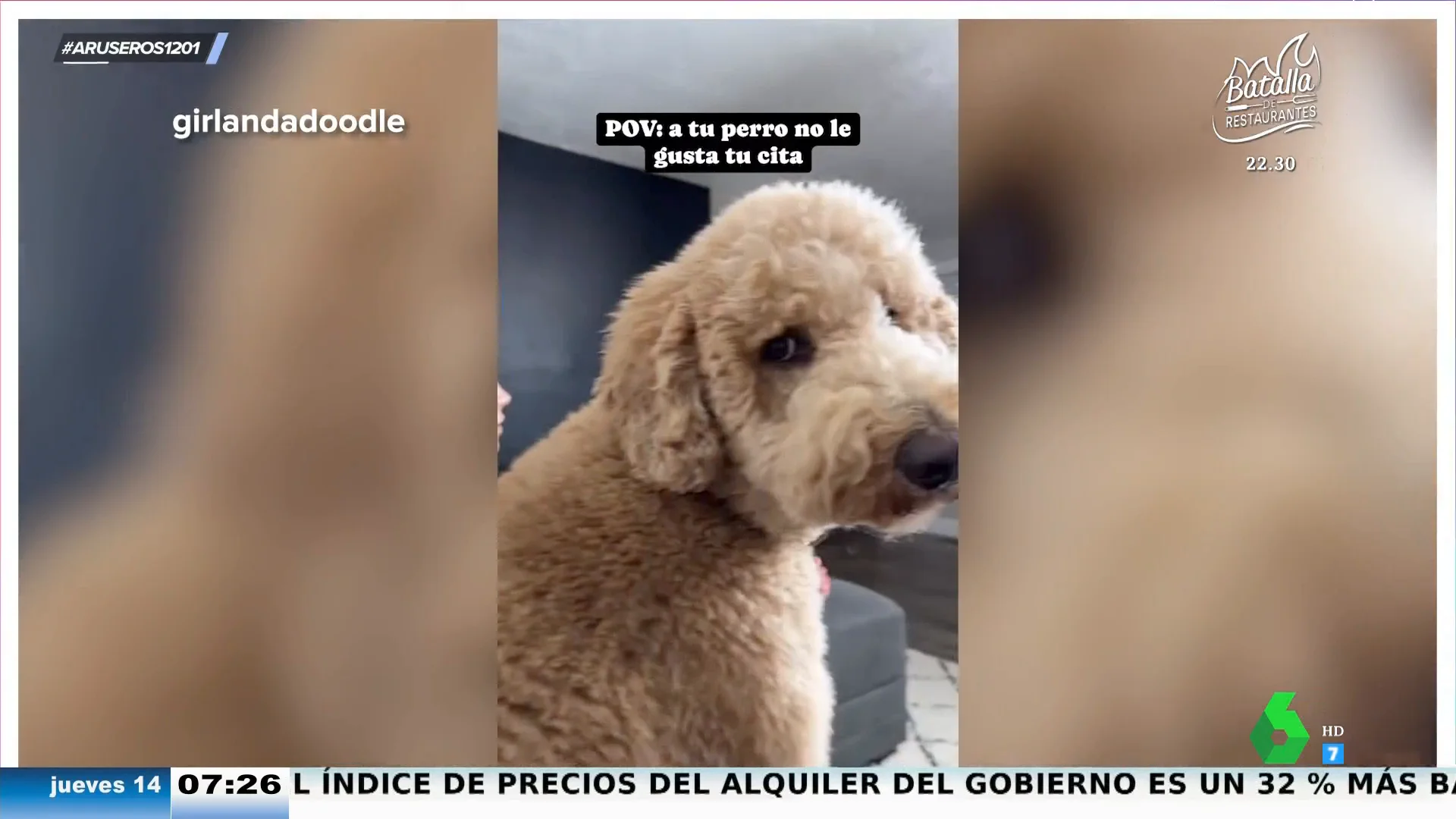 La cara viral de un perro cuando la nueva cita de su novia la intenta tocar: "Tendrá que buscar otro ligue"