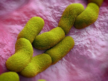 Bacteria Yersinia pestis