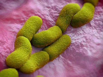 Bacteria Yersinia pestis Bacteria Yersinia pestis