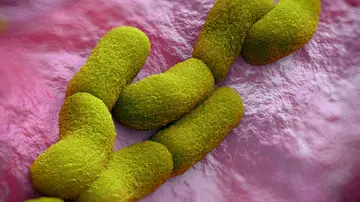 Bacteria Yersinia pestis Bacteria Yersinia pestis