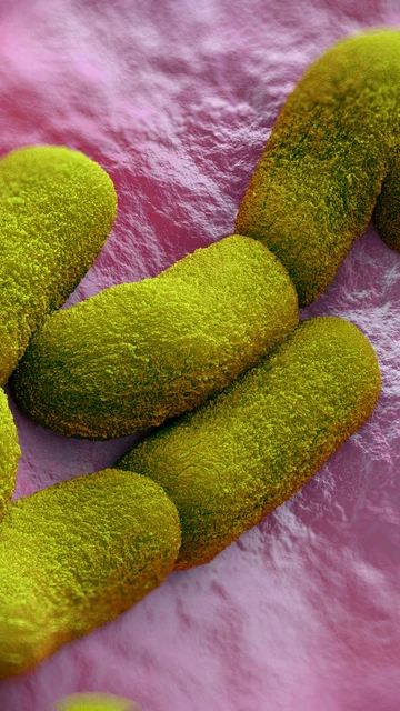 Bacteria Yersinia pestis Bacteria Yersinia pestis