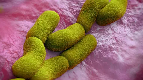 Bacteria Yersinia pestis