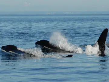 Ballenas Ballenas