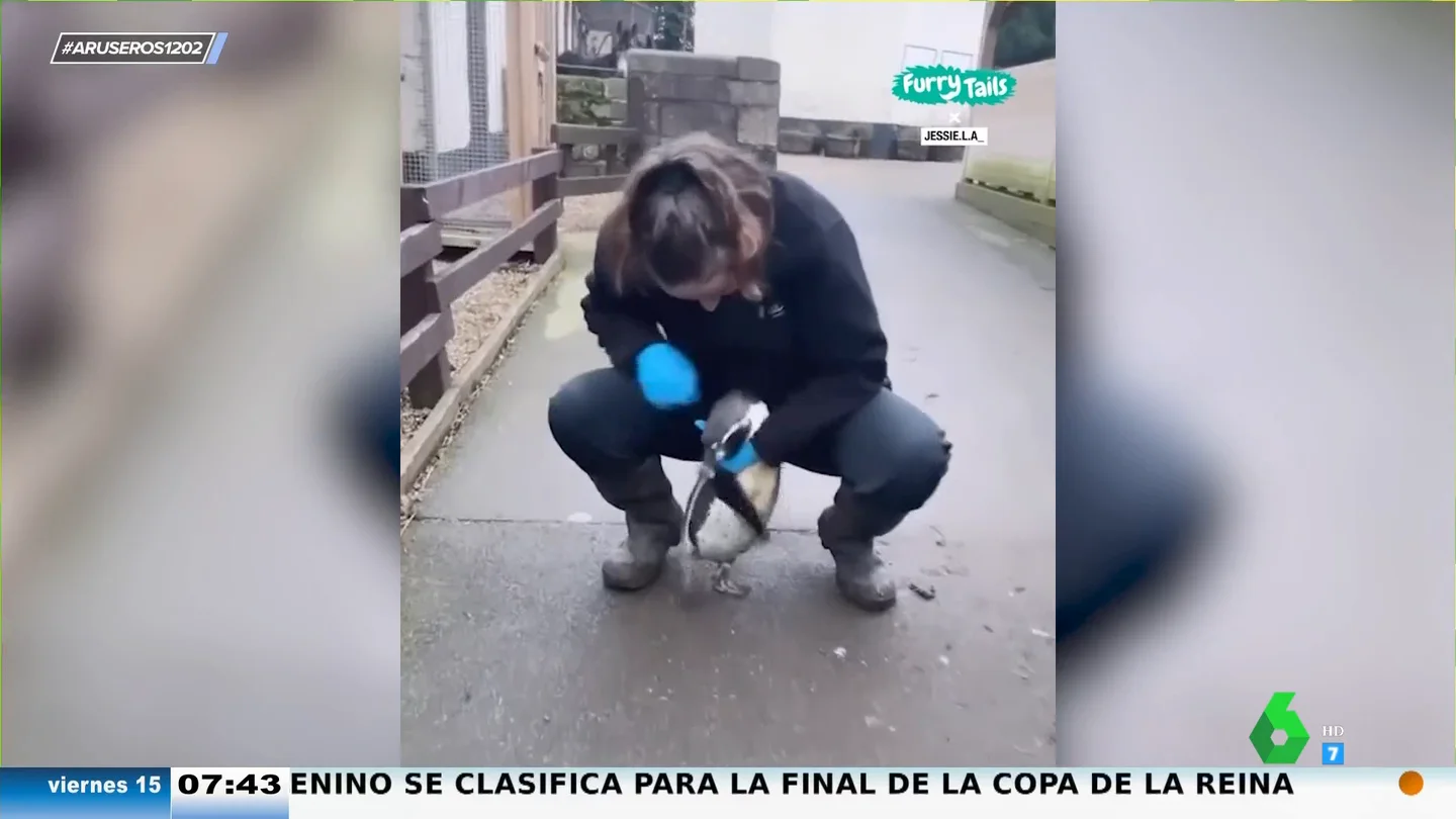El entrañable gesto de este pingüino cuando ve a su humana favorita: así corre a abrazar a su cuidadora El entrañable gesto de este pingüino cuando ve a su humana favorita: así corre a abrazar a su cuidadora