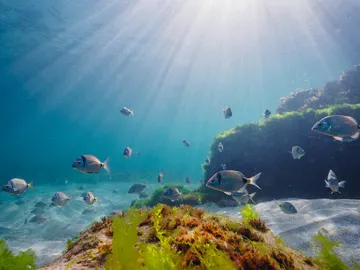 Fondo del mar de la Ría de Muros Noia Fondo del mar de la Ría de Muros Noia