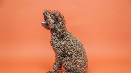Un caniche peludo. Un caniche peludo.