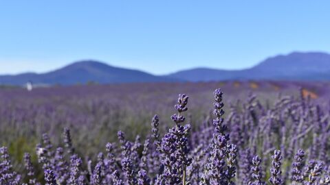 Campo de lavanda en Tasmania