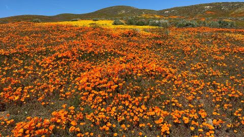 Amapolas en California