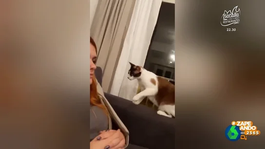 El 'ataque' sorpresa de un gato a su dueña que termina como menos lo esperas El 'ataque' sorpresa de un gato a su dueña que termina como menos lo esperas