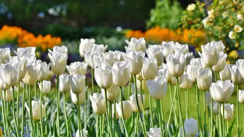 Tulipanes Tulipanes