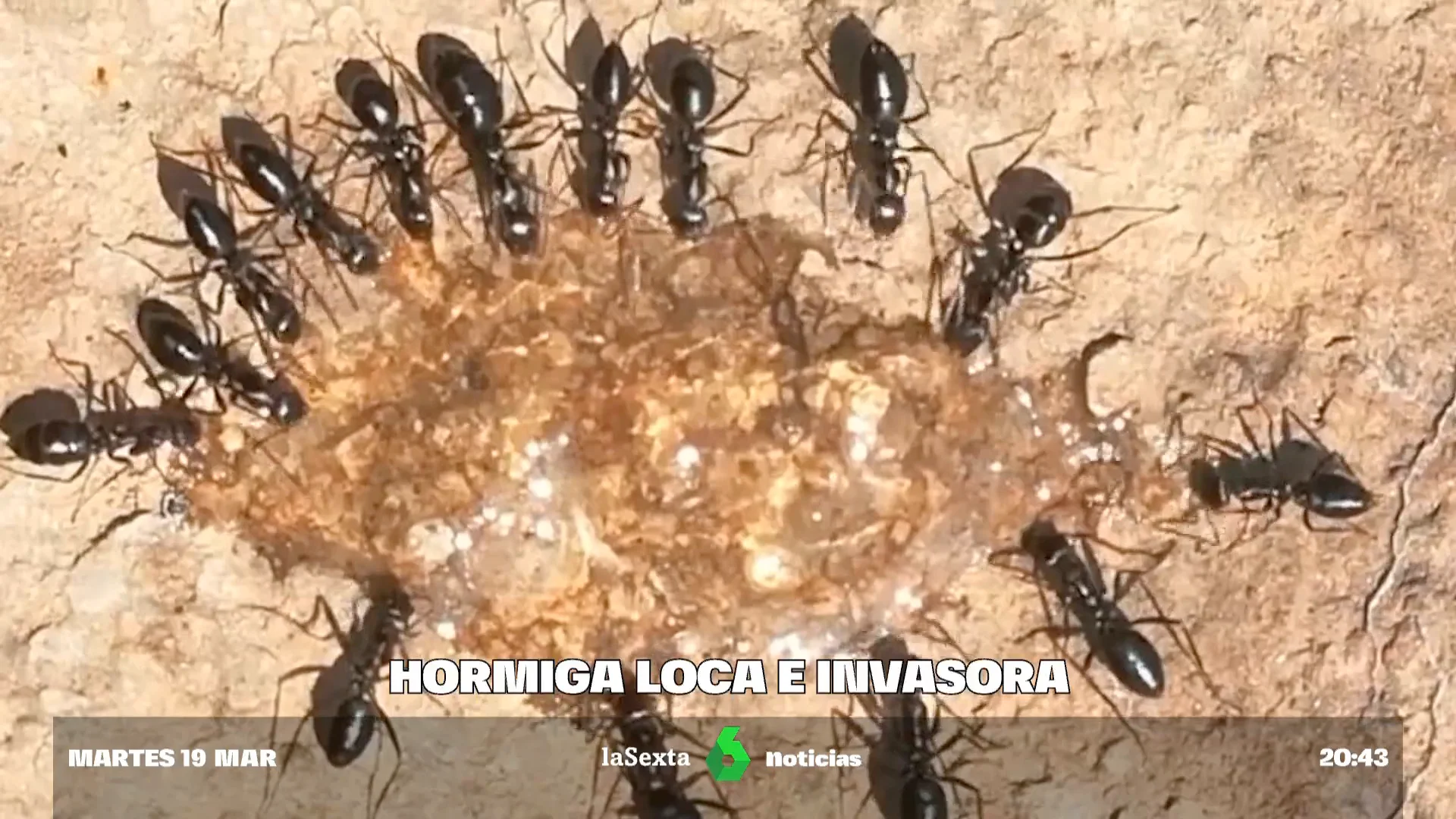 hormigas locas