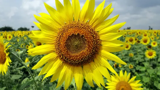 Un campo de flores amarillas, concretamente, de girasoles Un campo de flores amarillas, concretamente, de girasoles