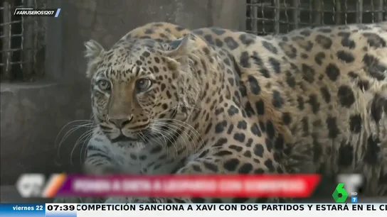 El famoso leopardo con obesidad del zoo de China se pone a dieta: "También hay que vigilar la salud mental" El famoso leopardo con obesidad del zoo de China se pone a dieta: "También hay que vigilar la salud mental"